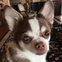Meadow Brook Animal Clinic ico