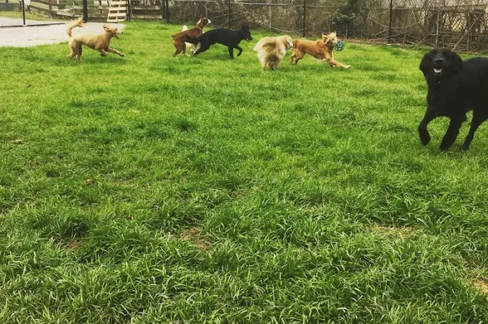 Valleydale Animal Clinic 12
