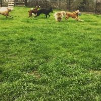 Valleydale Animal Clinic ico