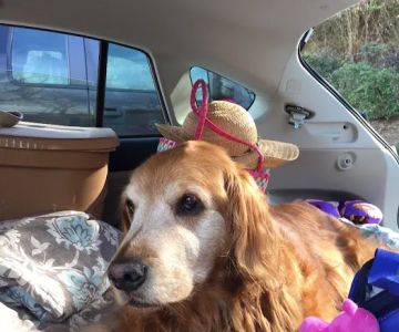 Well Being Medicine for Animals