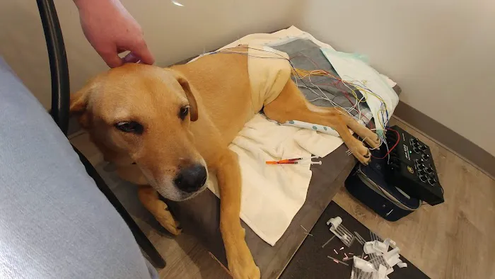 Well Being Medicine for Animals 4