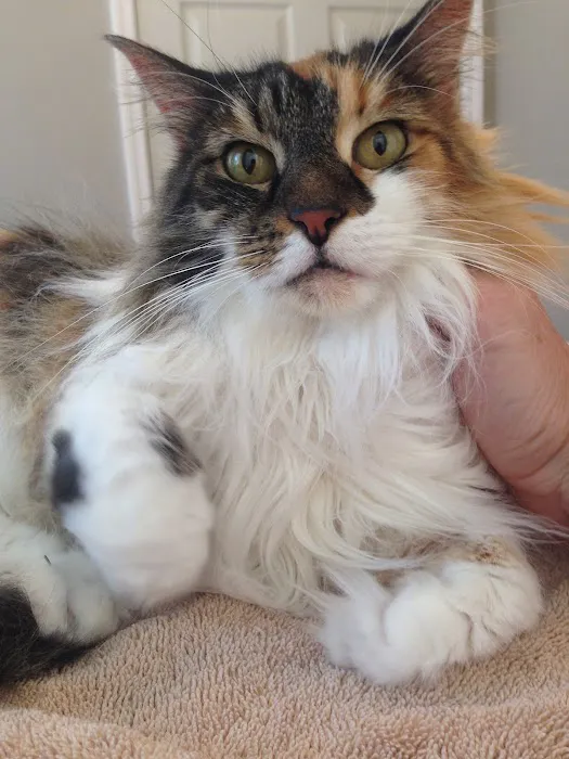Well Being Medicine for Animals 8