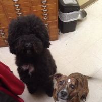 Inverness Animal Clinic PC ico