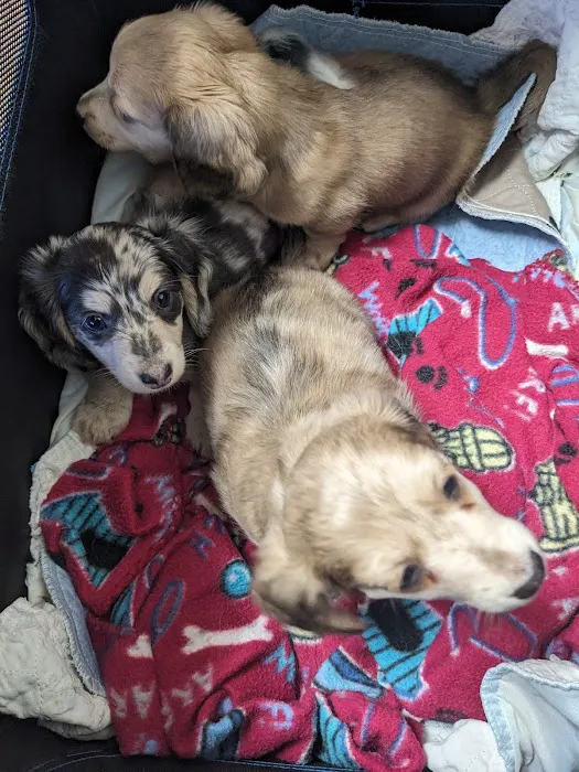 West Columbia Animal Clinic 12