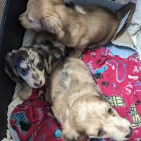 West Columbia Animal Clinic ico