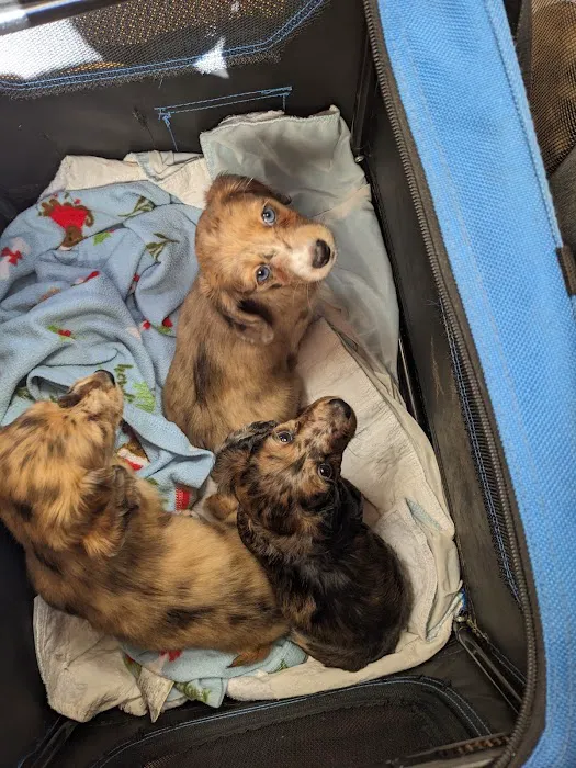 West Columbia Animal Clinic 12