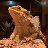 Sunset Animal Clinic ico