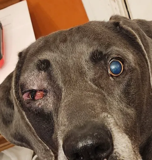 CVETS - Veterinary Urgent Care 12