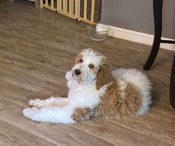 Van Crest Animal Hospital