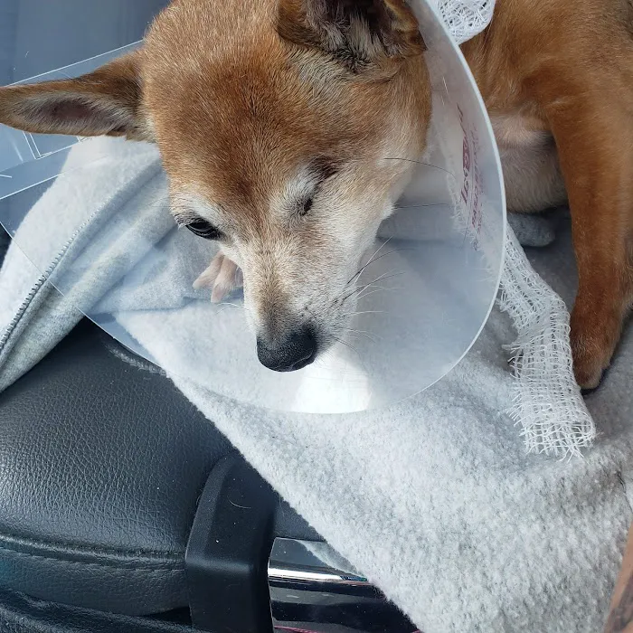 Van Crest Animal Hospital 12