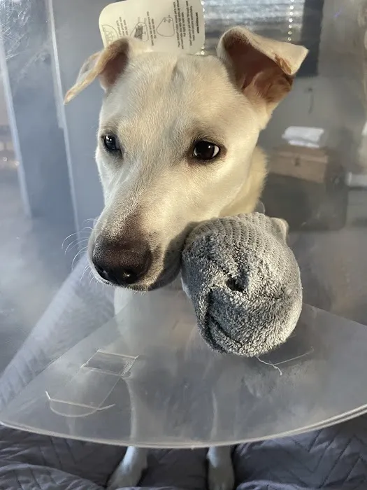 Westside Veterinary Hospital 5