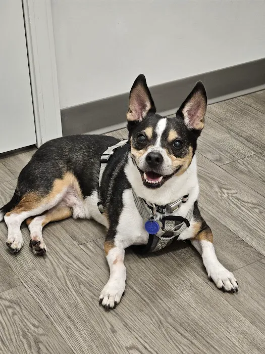 Westside Veterinary Hospital 8