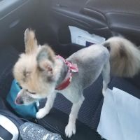 Quality Pet Care ico