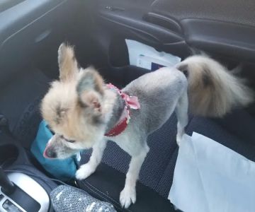 Quality Pet Care