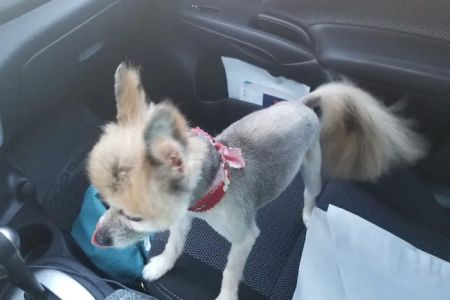 Quality Pet Care