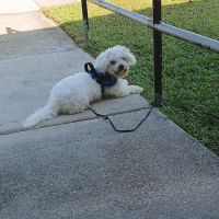 Vetco Total Care Animal Hospital ico