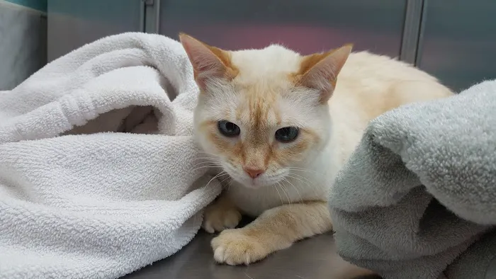 Terry Parkway Animal Hospital 12