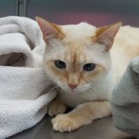 Terry Parkway Animal Hospital ico