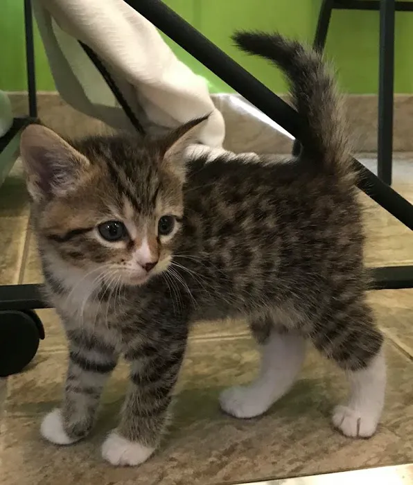 Southern Animal Foundation 12