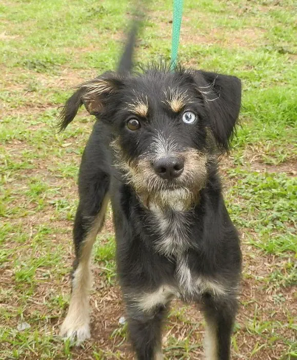 Southern Animal Foundation 12