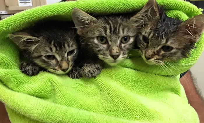 Southern Animal Foundation 12