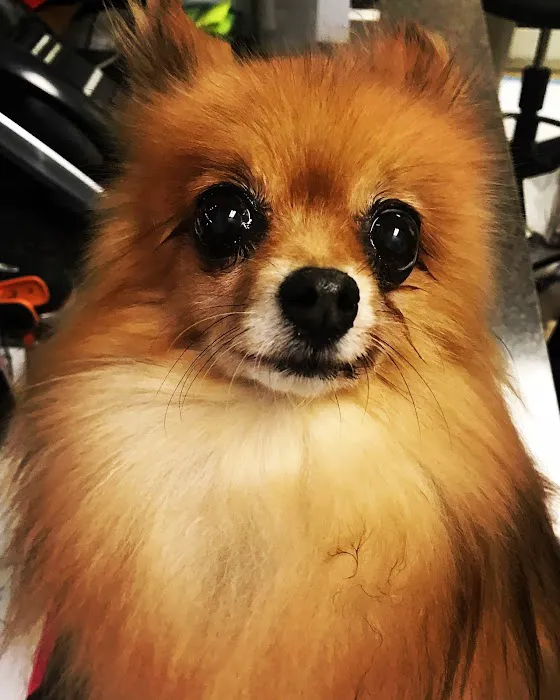 Southern Animal Foundation 12