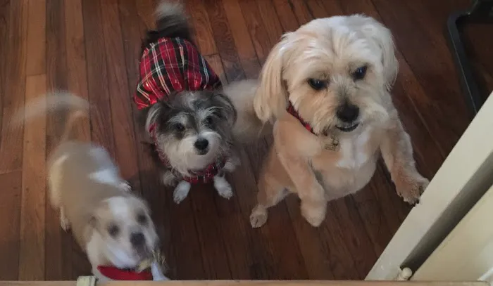 Banfield Pet Hospital 7