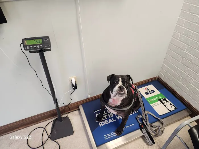 VCA Algiers Animal Hospital 2