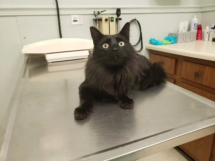 VCA Algiers Animal Hospital 4