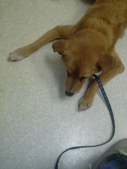 VCA Algiers Animal Hospital 9