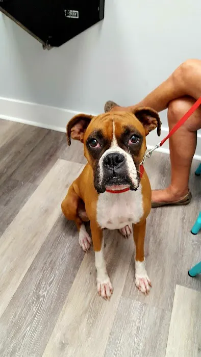 Avenue Animal Wellness + Emergency 2