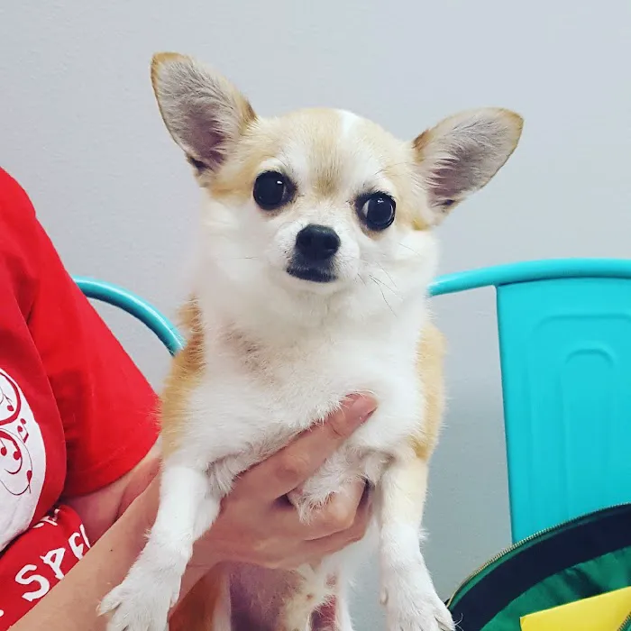 Avenue Animal Wellness + Emergency 3