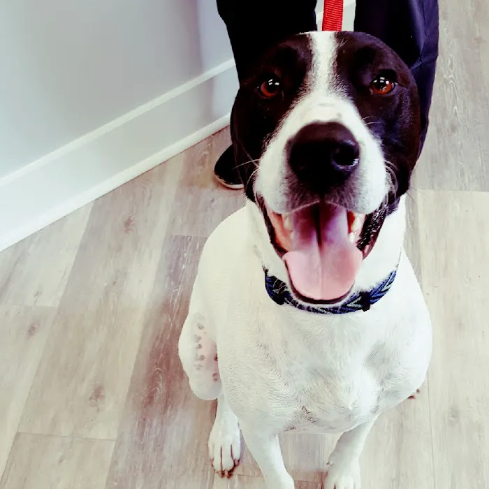 Avenue Animal Wellness + Emergency 4