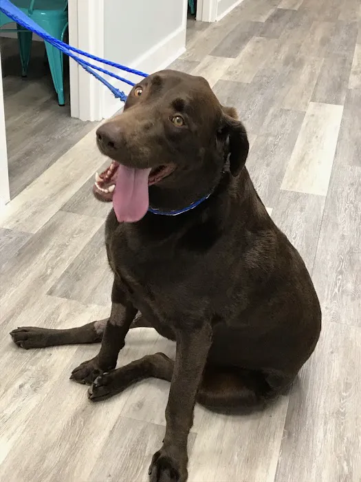 Avenue Animal Wellness + Emergency 7