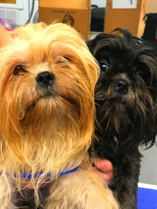 Avenue Animal Wellness + Emergency 8