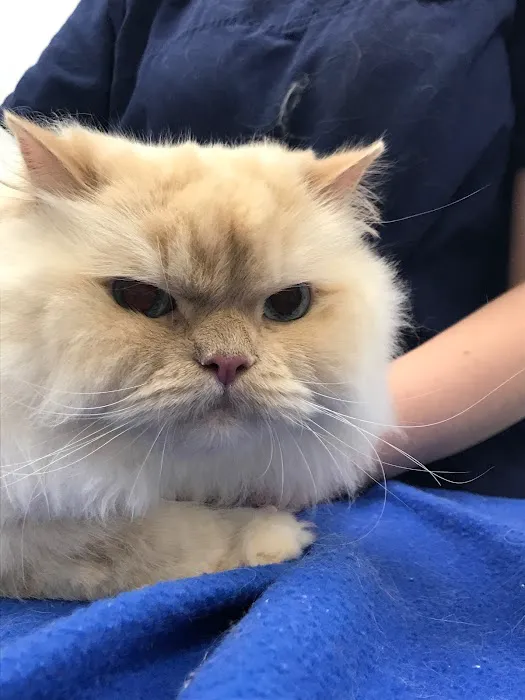 Avenue Animal Wellness + Emergency 10
