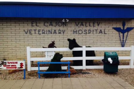 El Cajon Valley Veterinary Hospital