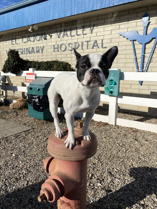 El Cajon Valley Veterinary Hospital 9