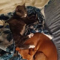 Vetco Vaccination Clinic ico