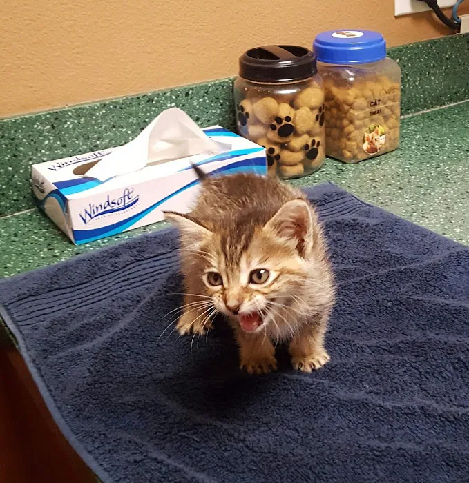 VCA Animal Medical Center of El Cajon 4