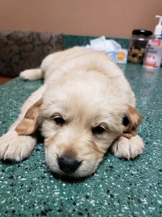 VCA Animal Medical Center of El Cajon 8