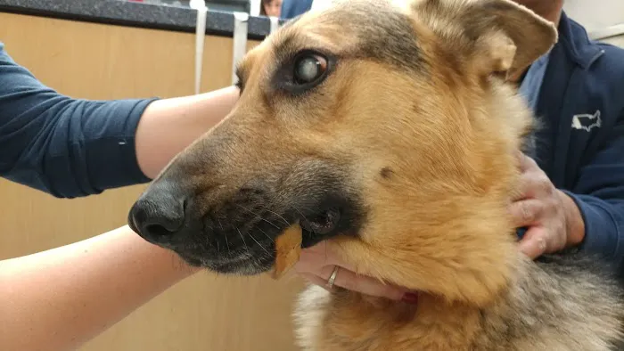 VCA Animal Medical Center of El Cajon 9