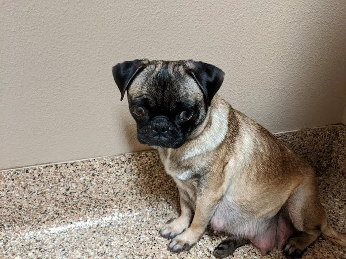 VCA Animal Medical Center of El Cajon 7