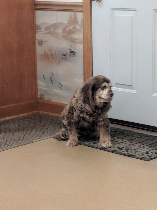 Mt Juliet Animal Clinic 12