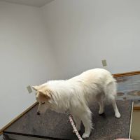 Mt Juliet Animal Clinic ico