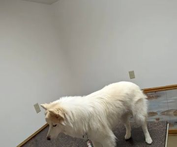 Mt Juliet Animal Clinic