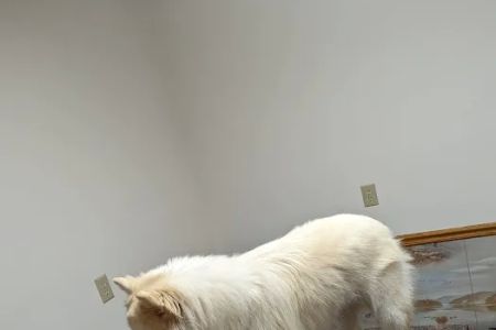 Mt Juliet Animal Clinic