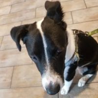 Countryside Animal Hospital Pl ico