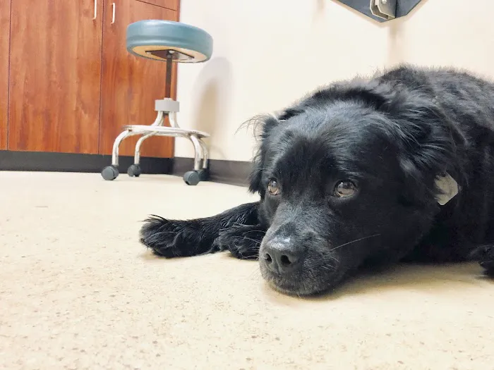 Countryside Animal Hospital Pl 2