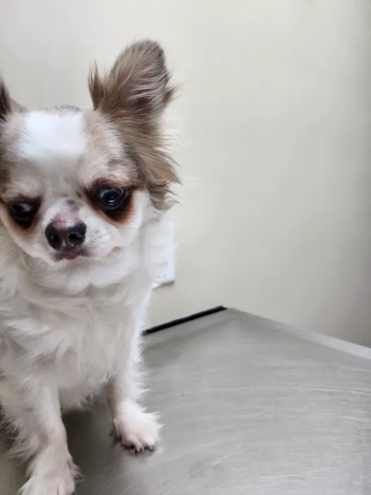 Countryside Animal Hospital Pl 7